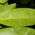Aspidosperma desmanthum Hoja