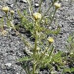 Anthemis cotula Hábito