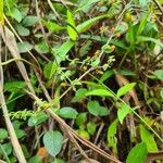 Galium hypocarpium Leaf