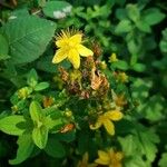 Hypericum maculatum Квітка