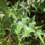 Carduus tenuiflorus Leaf