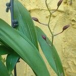 Oncidium baueri 花