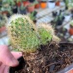 Mammillaria elongata Frunză