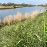 Bromus sterilis Folha