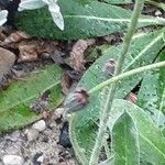 Pilosella aurantiaca Ovoce