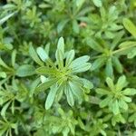 Galium aparine Hoja