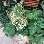 Begonia heracleifolia Кветка