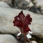 Linaria aeruginea Flor