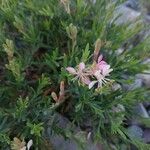 Oenothera suffrutescens Hábitos