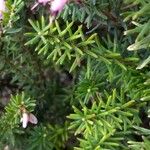 Erica erigena Folha