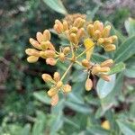 Bupleurum fruticosum Кветка