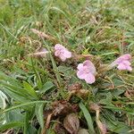 Pedicularis sylvatica Habit