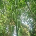 Cardiocrinum giganteum Frucht