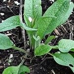 Symphytum caucasicum Folha