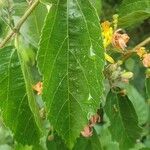 Grewia trichocarpa Hoja