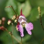 Impatiens balfouri Hook.f.Altul/Alta