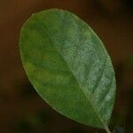 Siparuna decipiens Yaprak