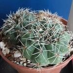 Gymnocalycium baldianum Habit