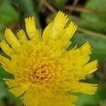 Pilosella officinarum Flower