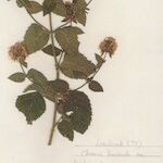 Mentha × dumetorum Flower