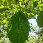 Cordia dichotoma Fuelha