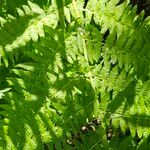 Athyrium filix-feminaBlad