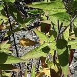 Monarda fistulosa Лист