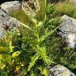 Cirsium spinosissimum Habit