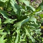 Grindelia squarrosa Foglia