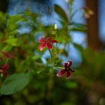 Combretum indicum Blüte