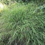 Ancistrachne numaeensis Hoja