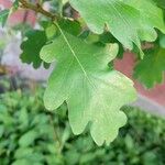 Quercus macrocarpa Blad
