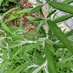 Buddleja loricata Leaf