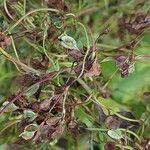 Fallopia dumetorum Fruto