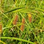 Carex pseudocyperusLeaf