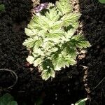 Actaea racemosa Blatt