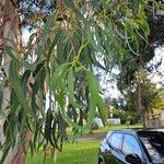 Eucalyptus globulus Φύλλο