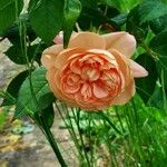 Rosa spp. Floro
