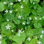 Saxifraga rotundifolia花