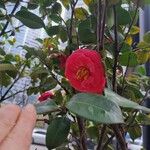 Camellia sasanqua Cvet