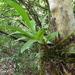 Polystachya laxiflora その他の提案