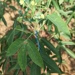 Manihot esculenta Leaf