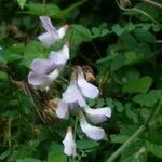 Vicia sylvatica Цвят