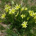 Gagea fragifera 花