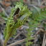 Pedicularis pyrenaica Frukto