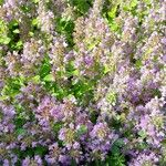 Thymus gobicus Облик