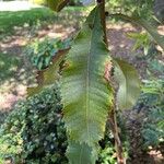 Banksia robur पत्ता