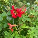 Tropaeolum pentaphyllum Flor