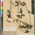 Peponium laceratum Otro