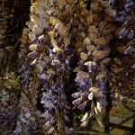 Wisteria sinensis Blüte
